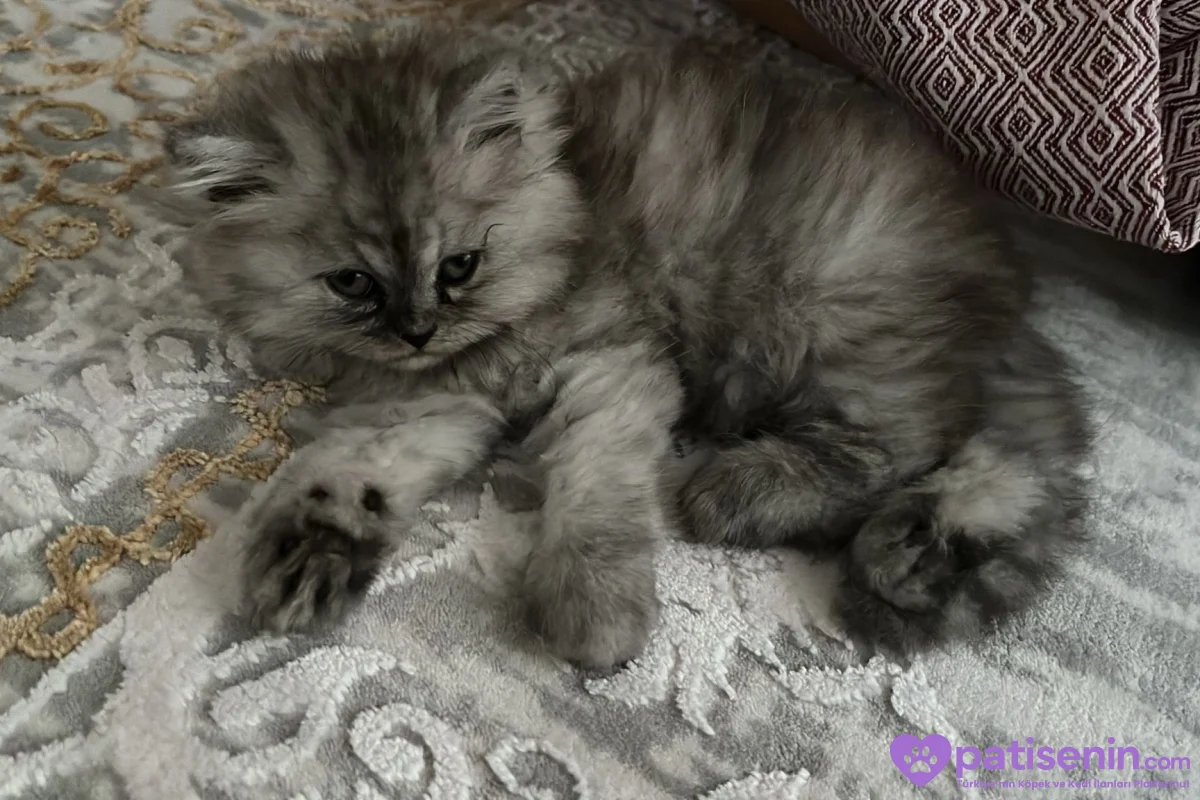 2 aylık yavru chincilla 8