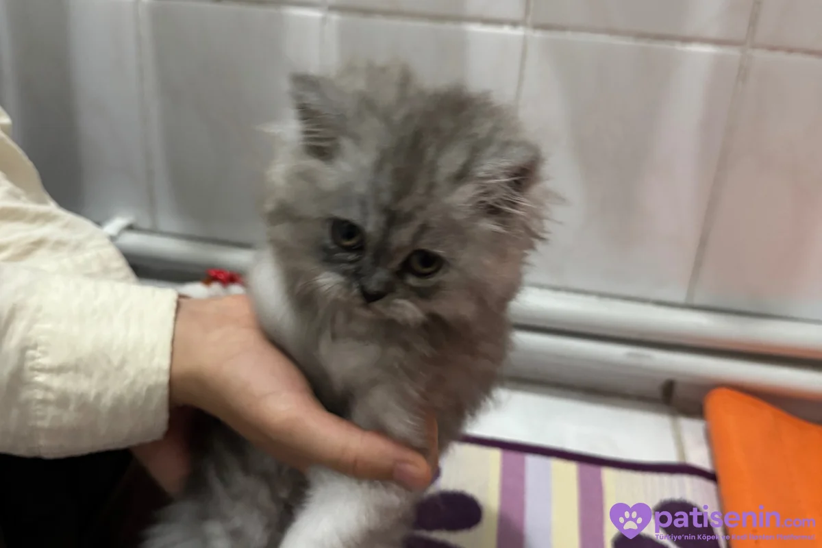 2 aylık yavru chincilla 5