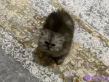 2 aylık yavru chincilla