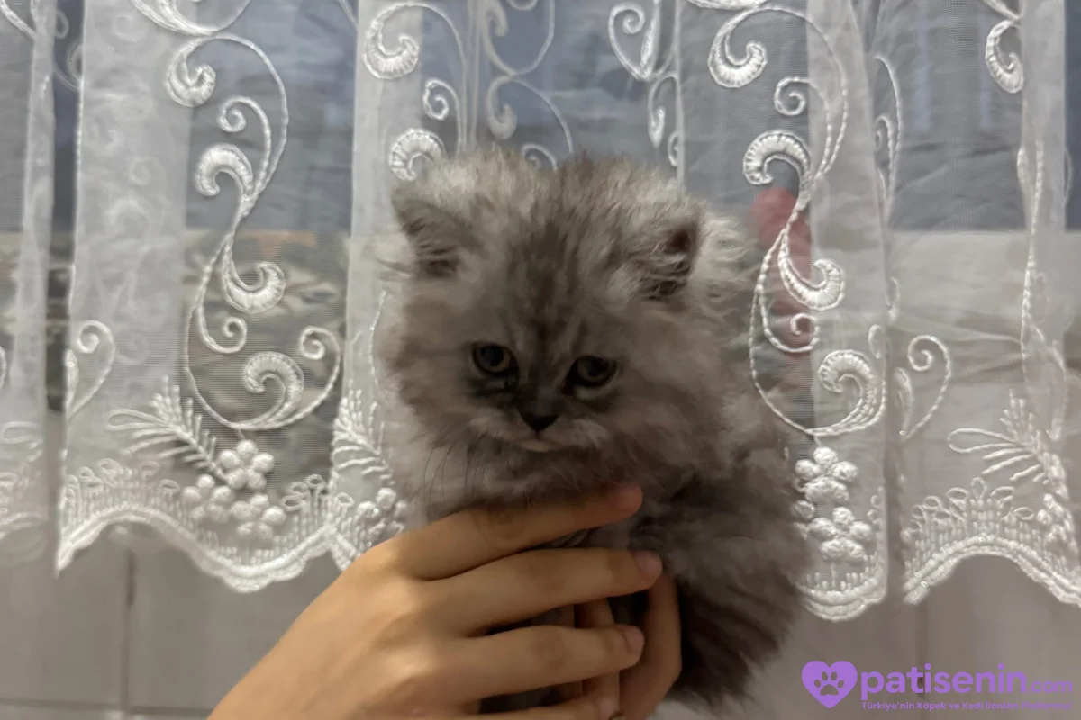2 aylık yavru chincilla 4