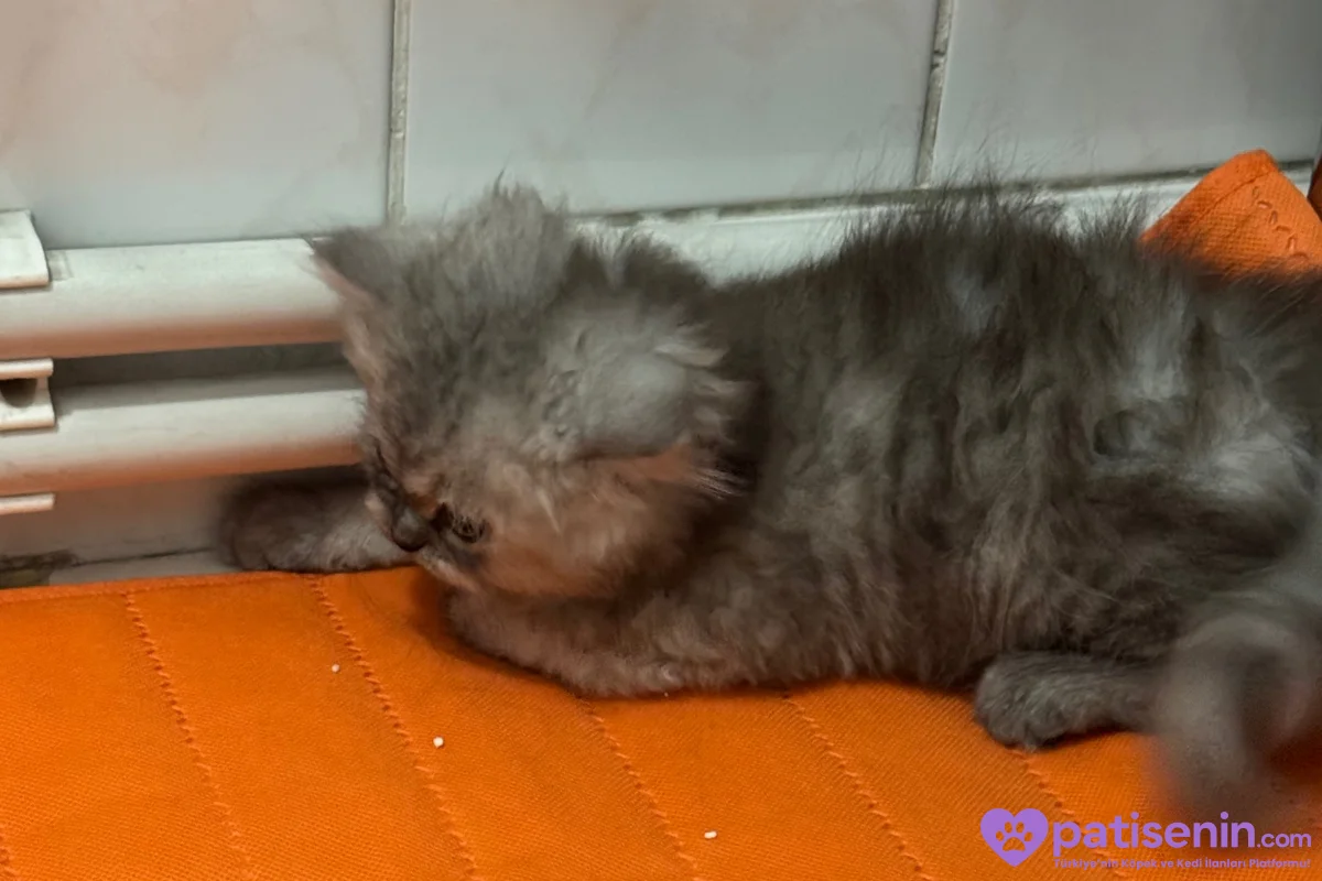 2 aylık yavru chincilla 6