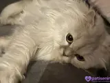 Scottish fold longhair