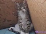 2 aylık tekir