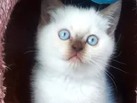 Safkan dünya güzelleri