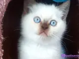 Safkan dünya güzelleri
