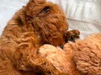 3 aylık poodle
