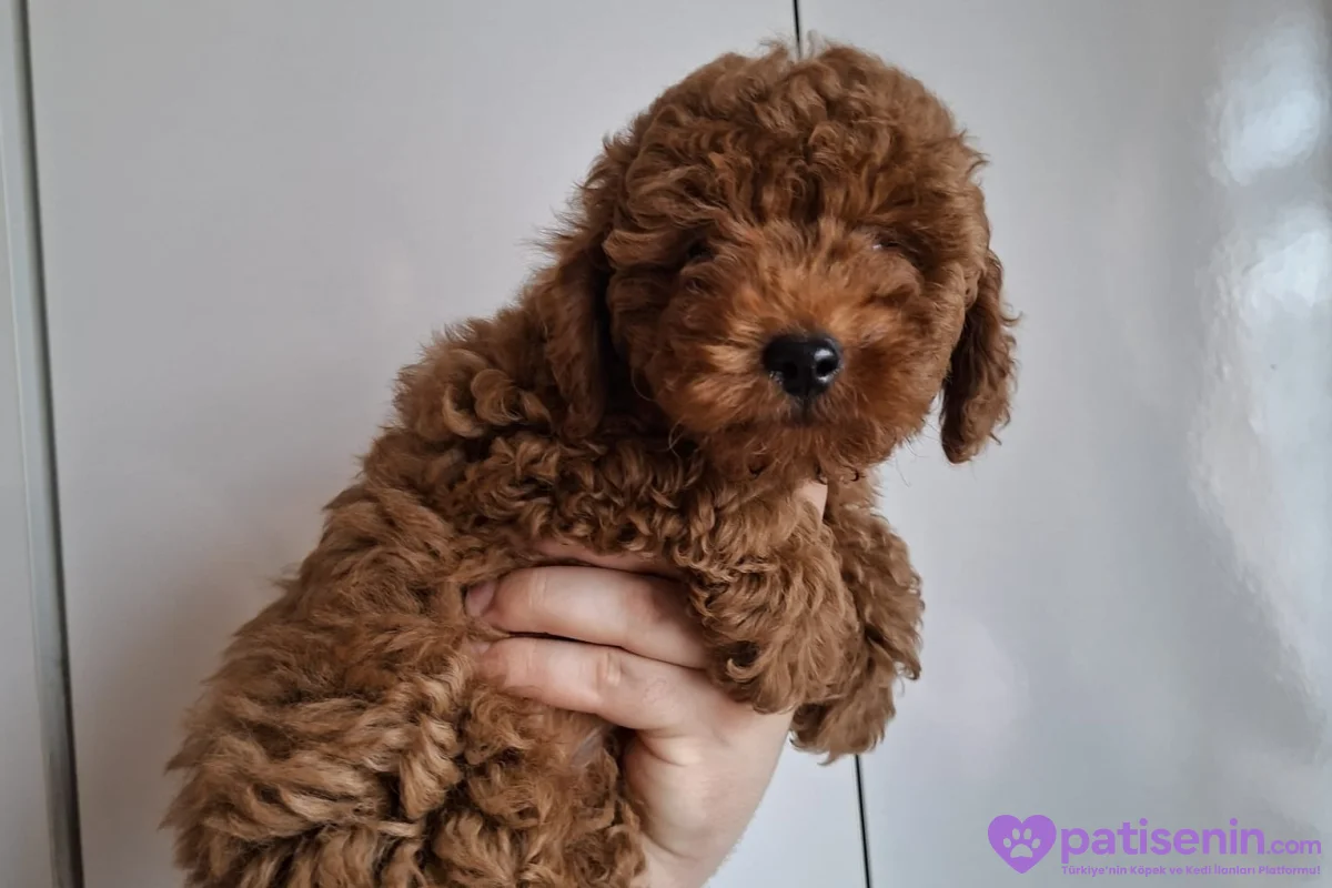 Erkek yavru toy poodle 4