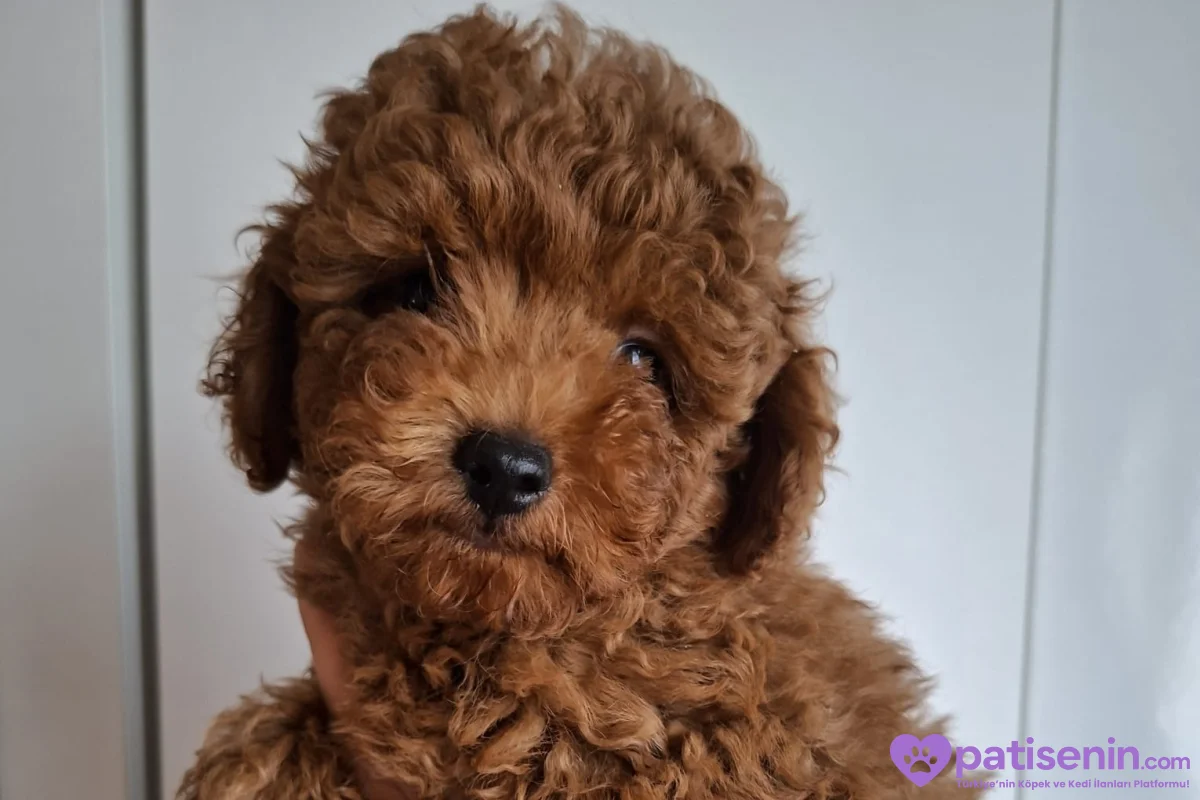Erkek yavru toy poodle 5