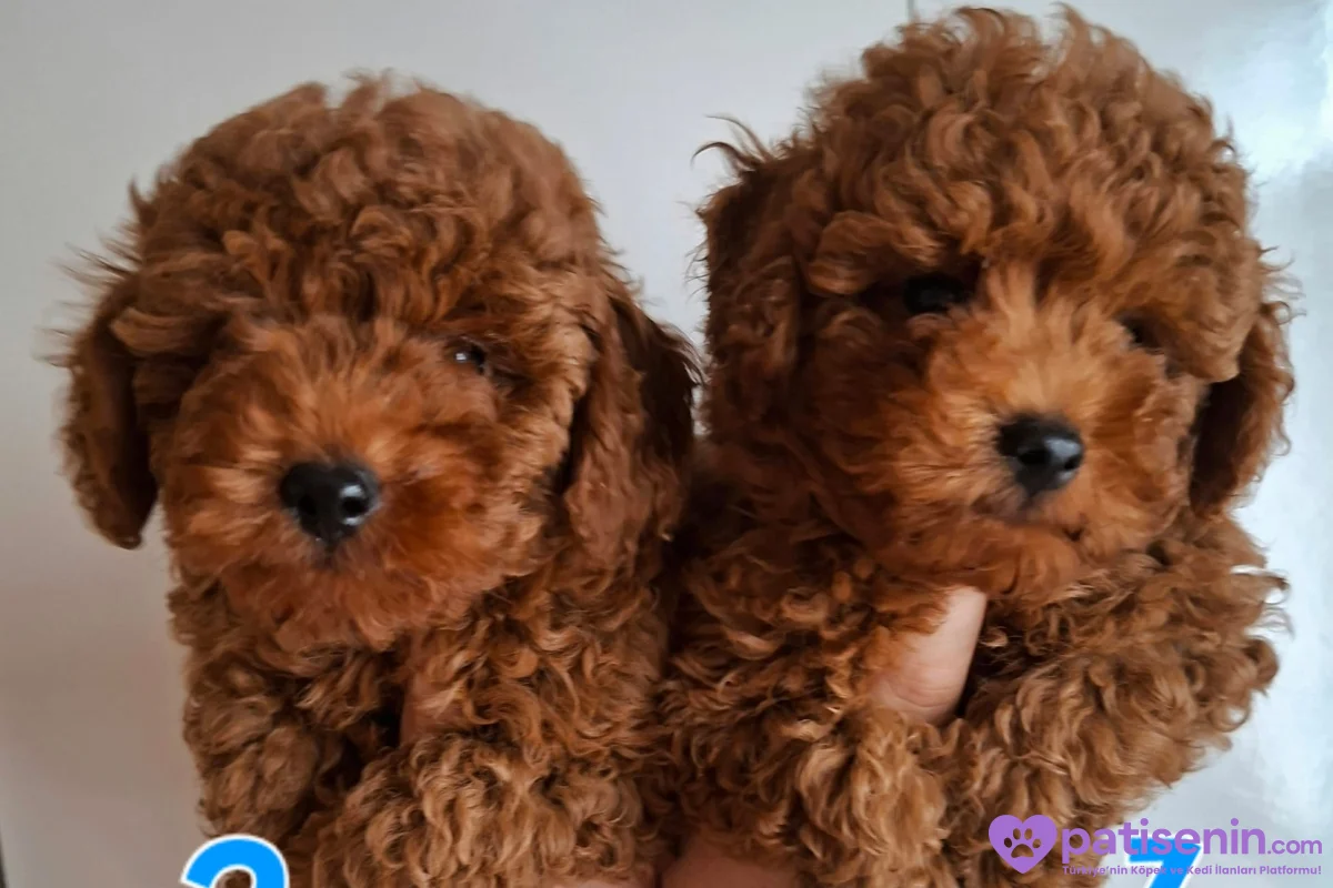 Erkek yavru toy poodle 2