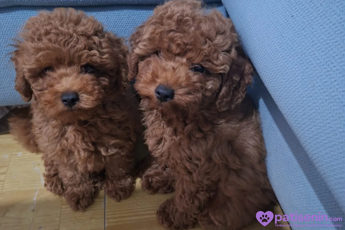 Erkek yavru toy poodle 3