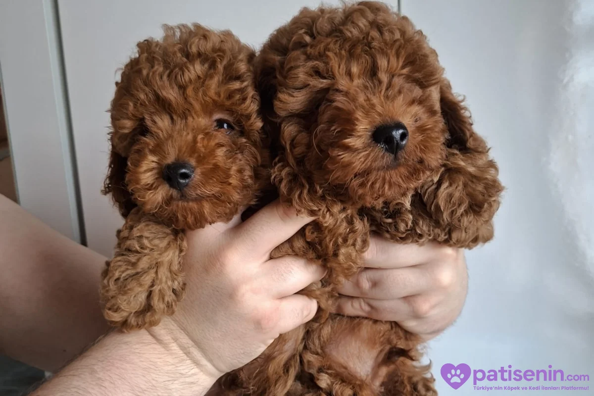Erkek yavru toy poodle 1