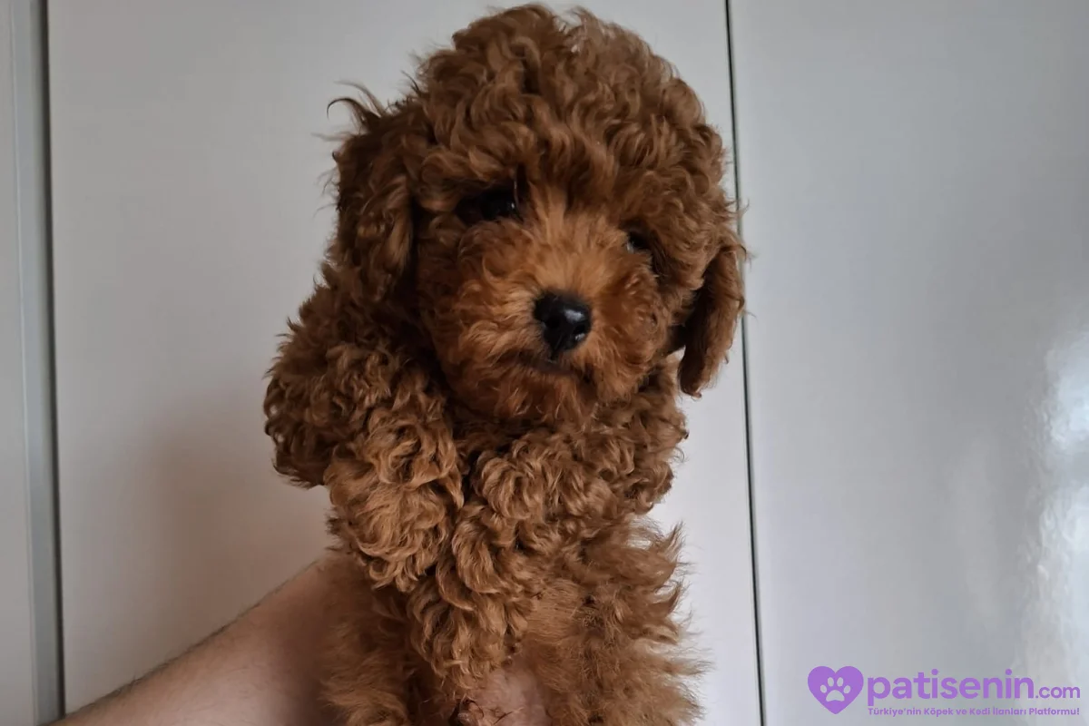 Erkek yavru toy poodle 6