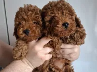 Erkek yavru toy poodle