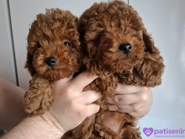 Erkek yavru toy poodle