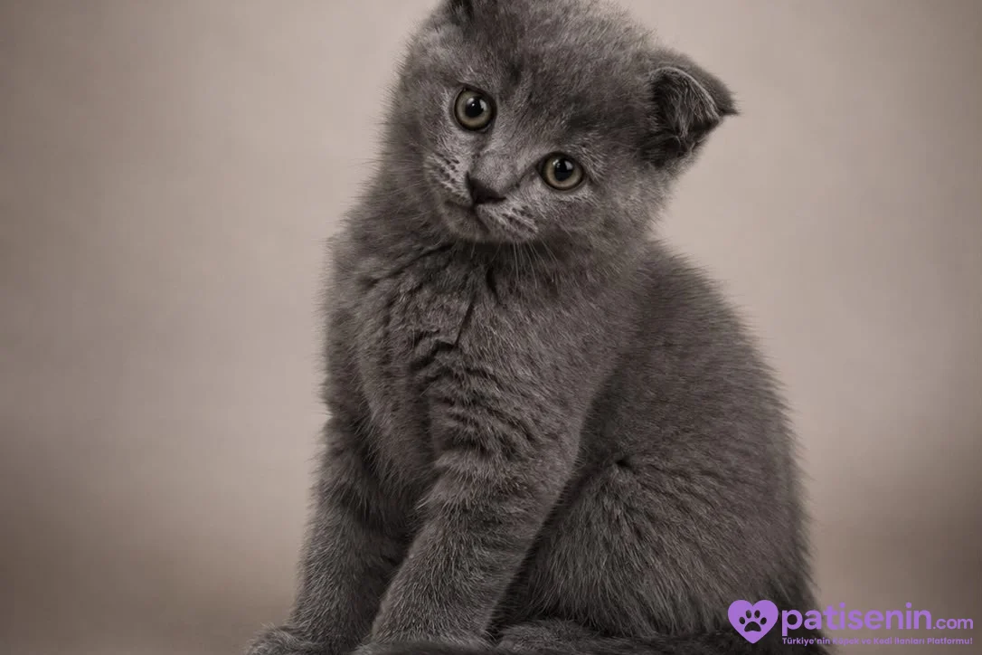 3 HAZİRAN DOĞUMLU SCOTTİSH FOLD KEDİLERİMİZ 2