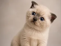 3 HAZİRAN DOĞUMLU SCOTTİSH FOLD KEDİLERİMİZ