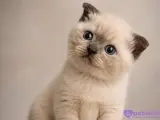 3 HAZİRAN DOĞUMLU SCOTTİSH FOLD KEDİLERİMİZ