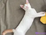 5 aylık iki kardeş bir dişi bir erkek