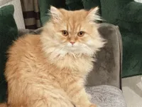 4 yaşında chinclla kedimizi ücretsiz sahiplendiriyoruz