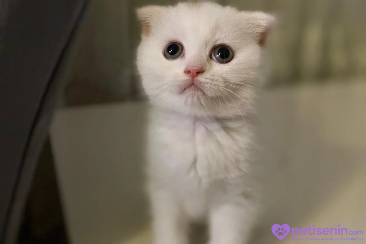 2 aylık erkek scottish fold 3