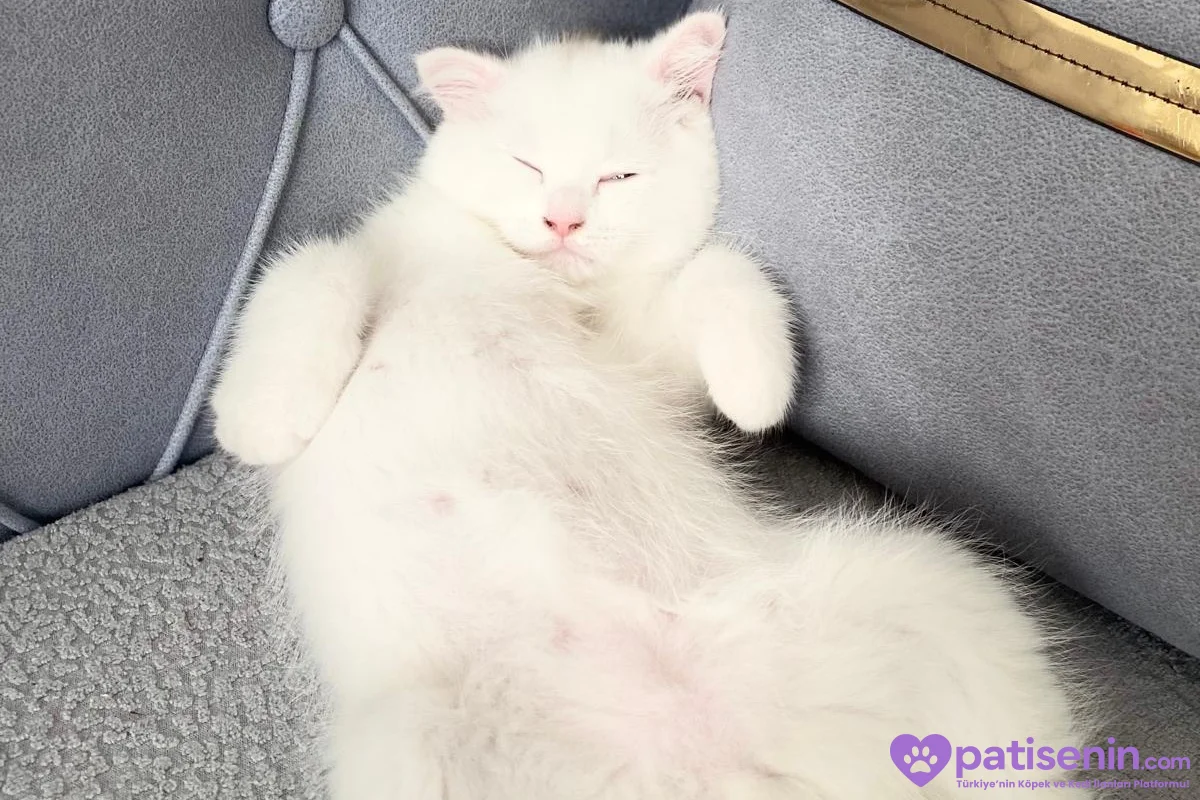 2 aylık erkek scottish fold 4