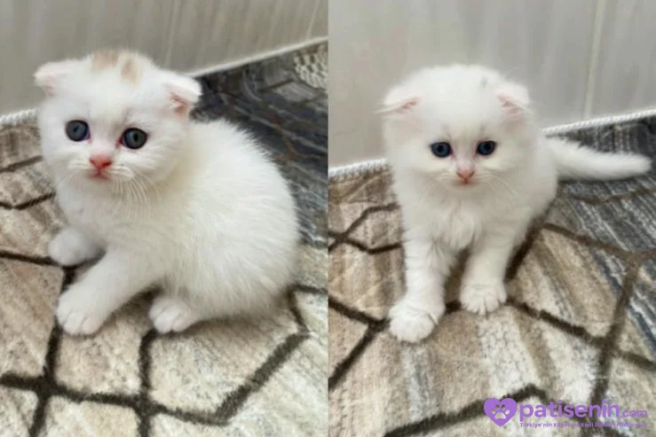 2 aylık erkek scottish fold 2
