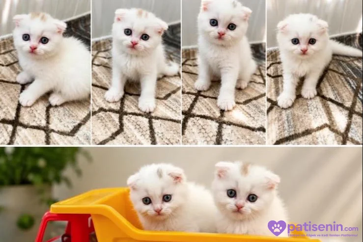 2 aylık erkek scottish fold 1