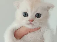 Bal suratlı ponçikler teslime hazır