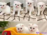 2 aylık erkek scottish fold
