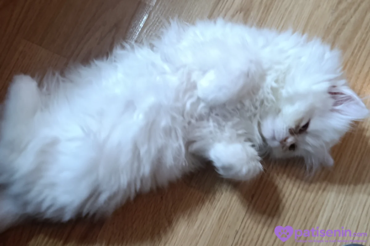 3 aylık dişi iran 2