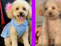 DİŞİ TOY POODLE 2 YAŞINDA