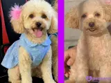 DİŞİ TOY POODLE 2 YAŞINDA
