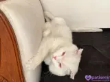 1 YAŞINDA BRİTİSH ACİL YUVA ARANIYOR!!!