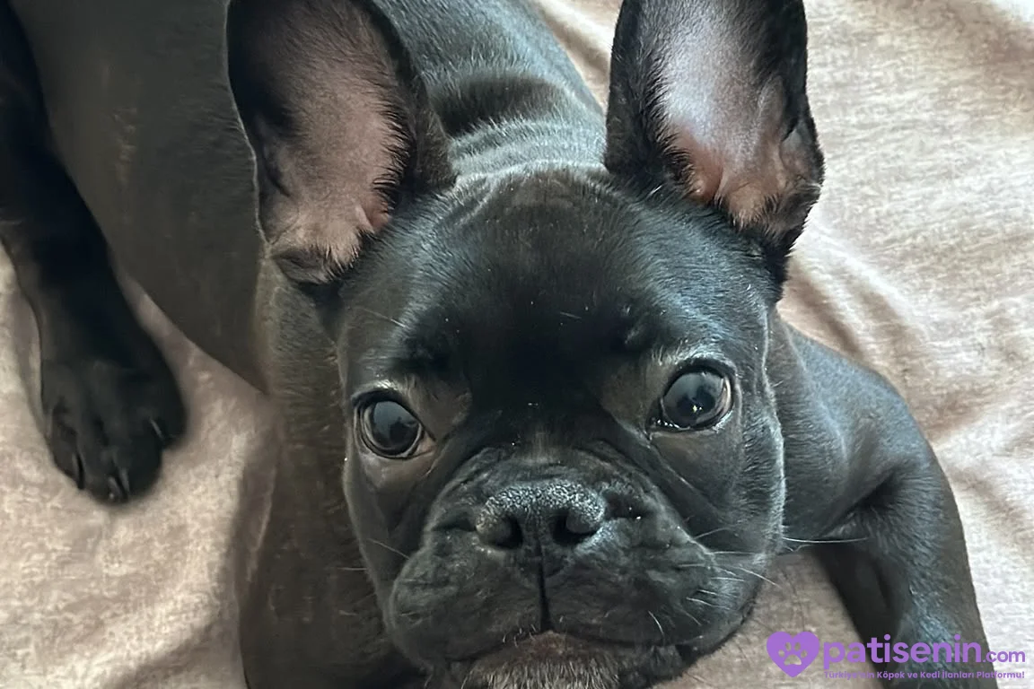 Evde Bakılmış Safkan FrenchBulldog 1
