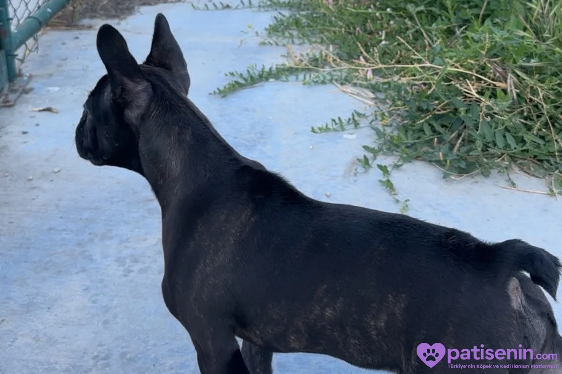 Evde Bakılmış Safkan FrenchBulldog 6