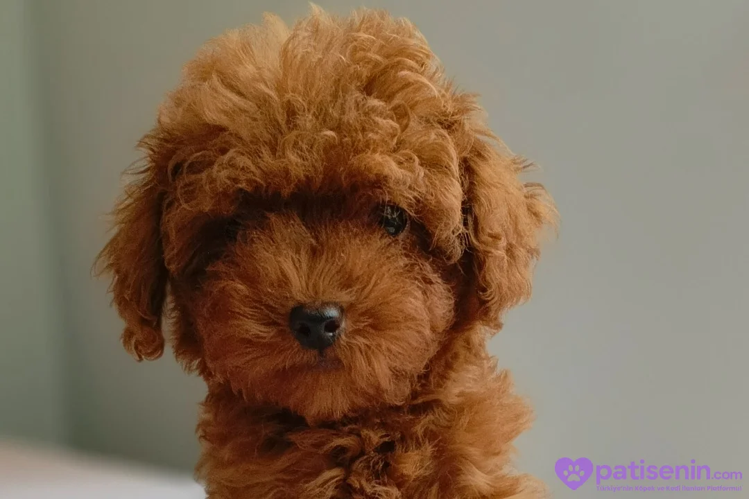 Veteriner teknikerinden ev doğumlu Toy Poodle baba sahibi KDF kayıtlı 4