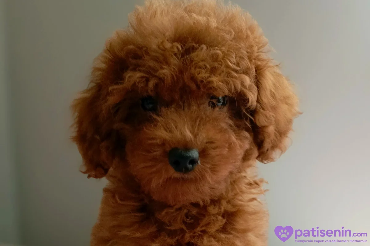 Veteriner teknikerinden ev doğumlu Toy Poodle baba sahibi KDF kayıtlı 2
