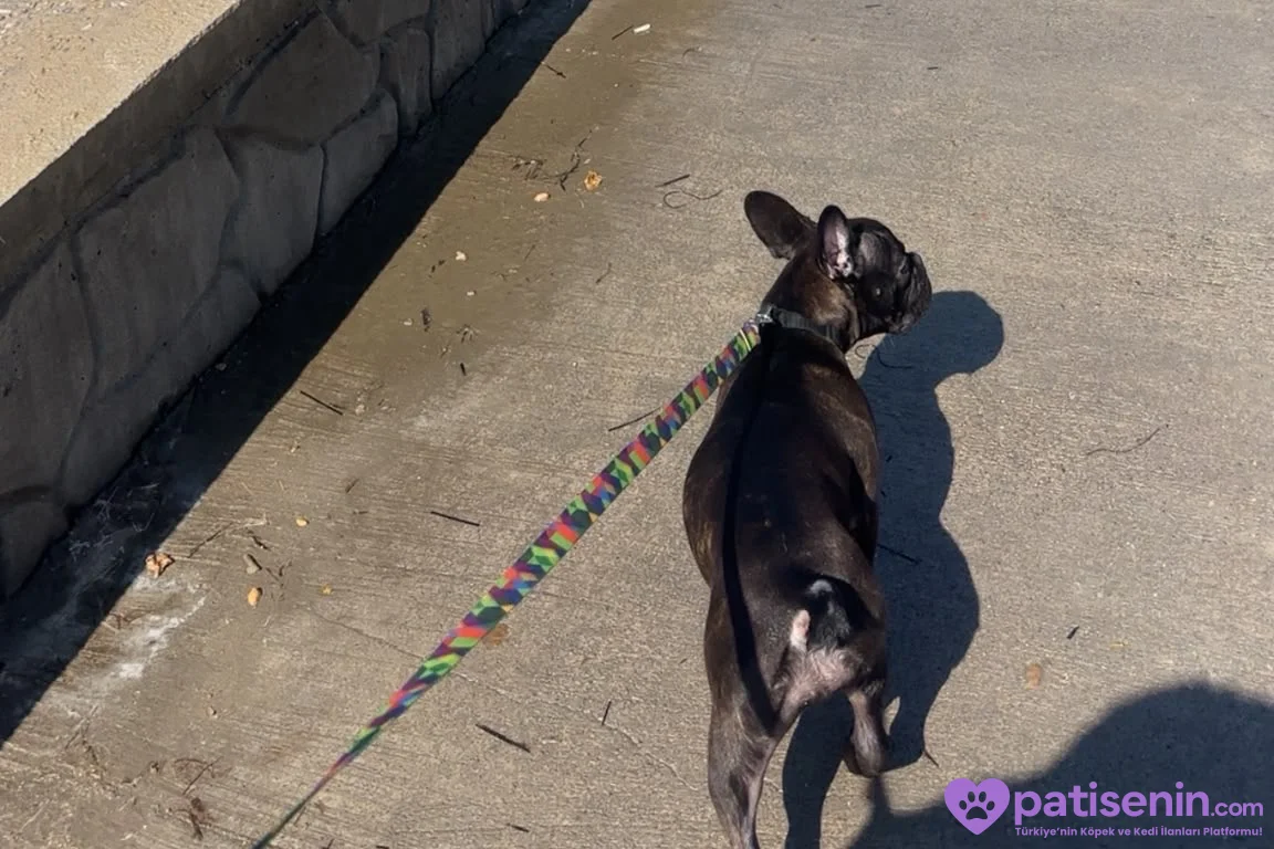 Evde Bakılmış Safkan FrenchBulldog 4