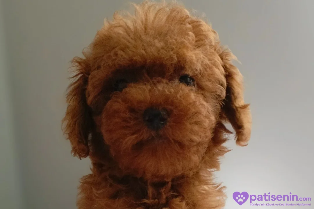 Veteriner teknikerinden ev doğumlu Toy Poodle baba sahibi KDF kayıtlı 5