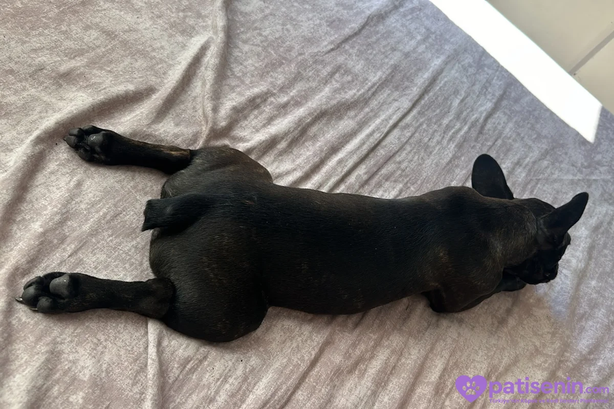Evde Bakılmış Safkan FrenchBulldog 2