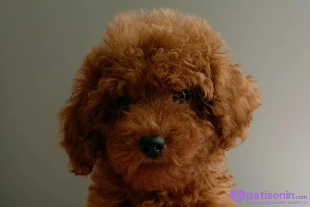 Veteriner teknikerinden ev doğumlu Toy Poodle baba sahibi KDF kayıtlı 3