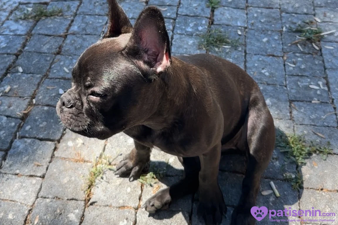 Evde Bakılmış Safkan FrenchBulldog 5