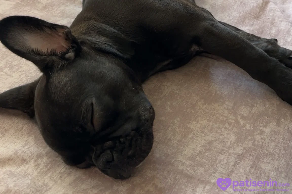 Evde Bakılmış Safkan FrenchBulldog 3