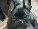 Evde Bakılmış Safkan FrenchBulldog