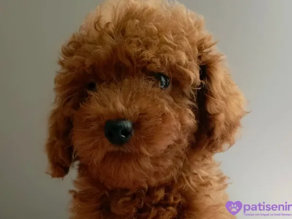 Veteriner teknikerinden ev doğumlu Toy Poodle baba sahibi KDF kayıtlı