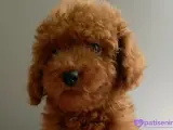 Veteriner teknikerinden ev doğumlu Toy Poodle baba sahibi KDF kayıtlı