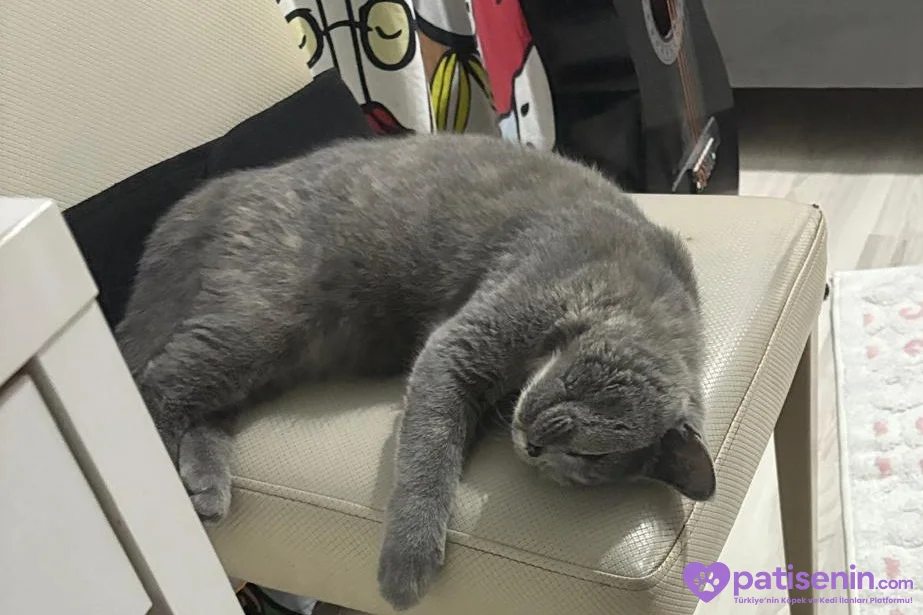 Safkan British Shorthair Dişi Kedimiz (ÜCRETSİZ) 4