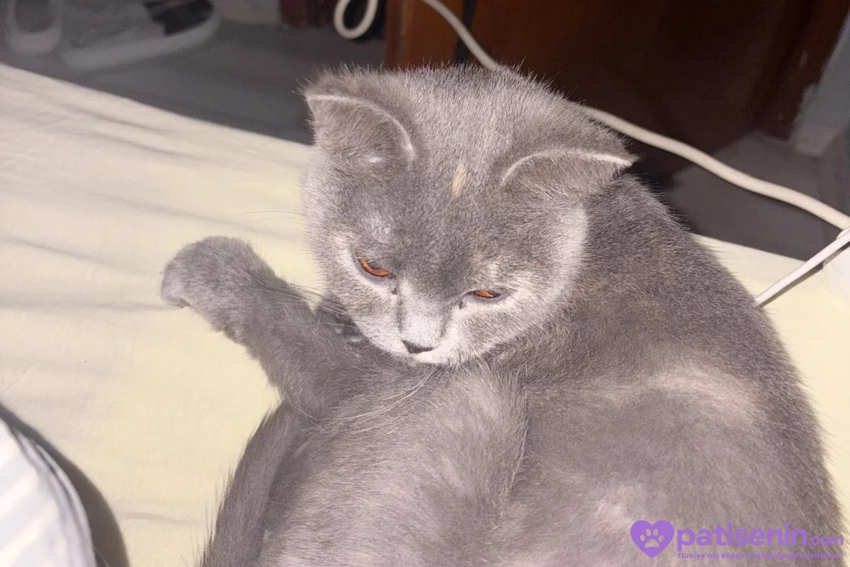 Safkan British Shorthair Dişi Kedimiz (ÜCRETSİZ) 2