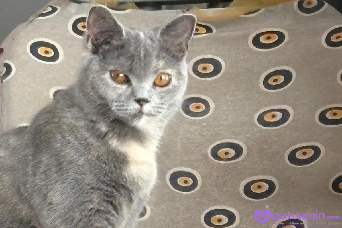 Safkan British Shorthair Dişi Kedimiz (ÜCRETSİZ) 6