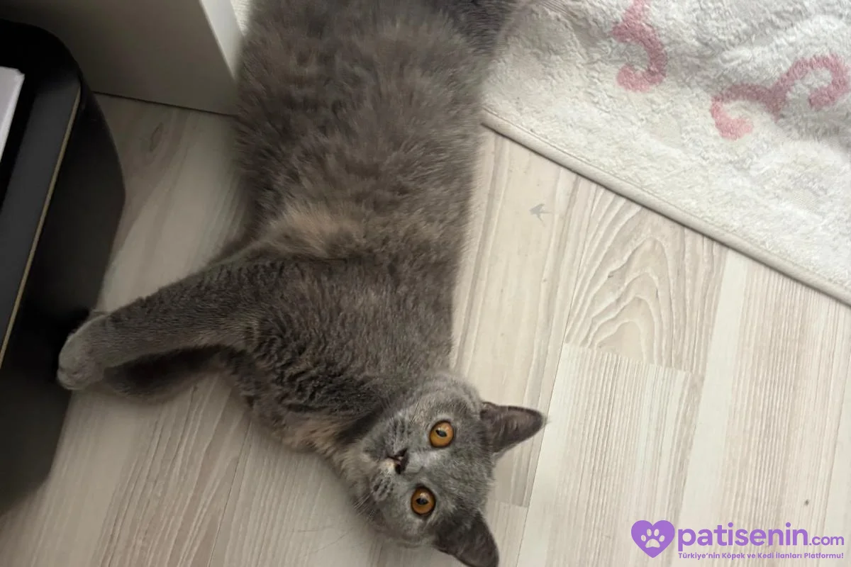Safkan British Shorthair Dişi Kedimiz (ÜCRETSİZ) 5